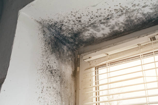 Affordable Mold Cleanup solutions in Pottstown, PA