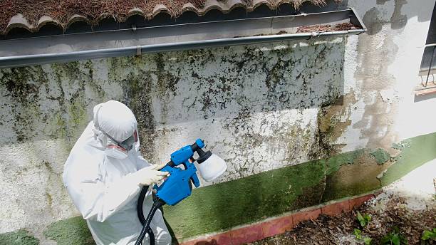 Top rated local Mold Cleanup specialists in Pottstown, PA